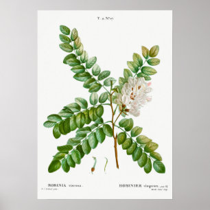 Poster Ilustração Vintage Acacia