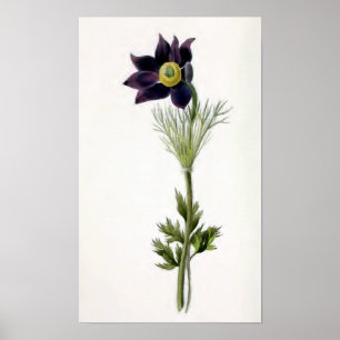 Póster Ilustração Vintage "Anemone Pulsatilla"