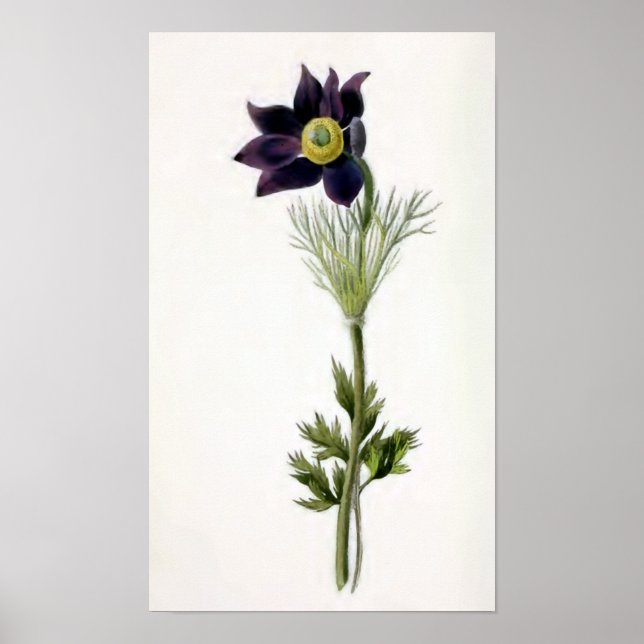 Póster Ilustração Vintage "Anemone Pulsatilla" (Frente)