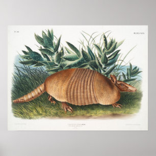 Poster Ilustração Vintage Armadillo