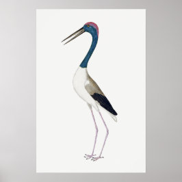 Poster Ilustração Vintage Caça-de-pescoço-preto