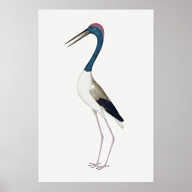 Poster Ilustração Vintage Caça-de-pescoço-preto (Frente)