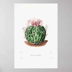 Poster Ilustração Vintage Cactus