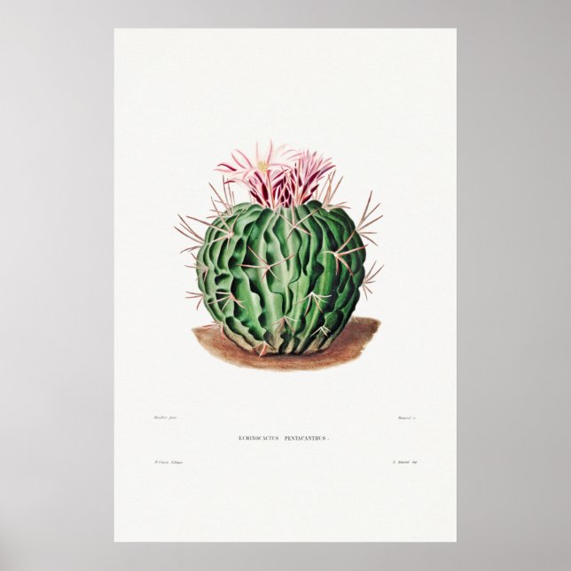 Poster Ilustração Vintage Cactus (Frente)