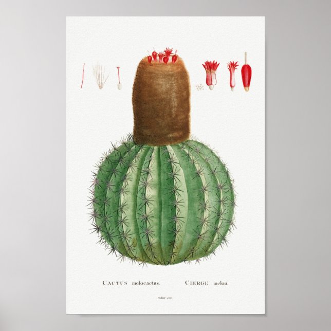 Poster Ilustração Vintage Cactus (Frente)
