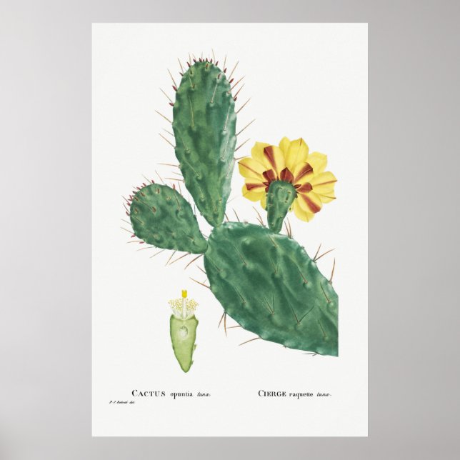 Poster Ilustração Vintage Cactus (Frente)