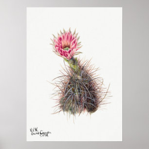 Poster Ilustração Vintage Cactus