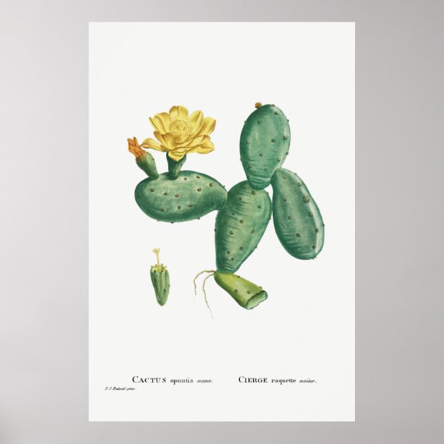 Poster Ilustração Vintage Cactus (Frente)