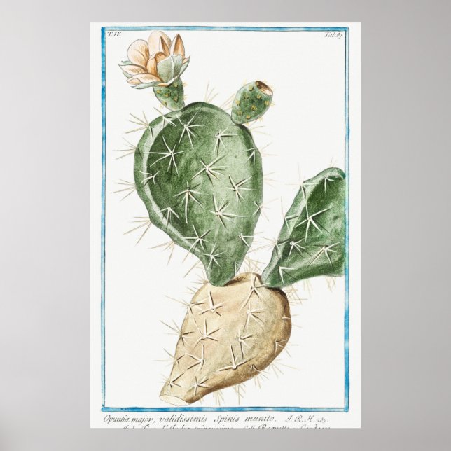 Poster Ilustração Vintage Cactus (Frente)