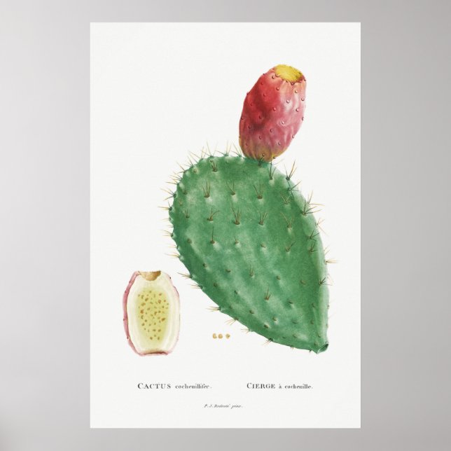 Poster Ilustração Vintage Cactus (Frente)