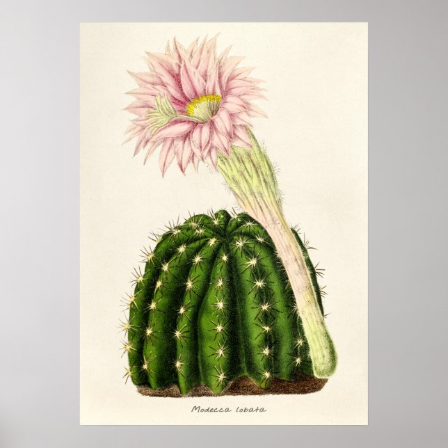 Poster Ilustração Vintage Cactus (Frente)