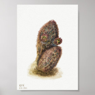 Poster Ilustração Vintage Cactus