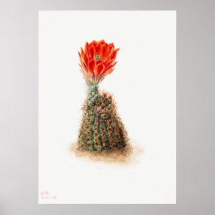 Poster Ilustração Vintage Cactus