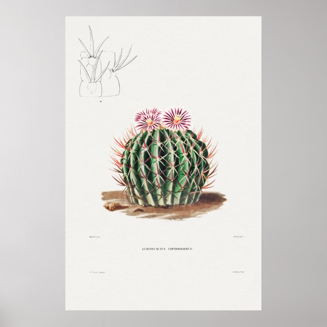 Poster Ilustração Vintage Cactus (Frente)