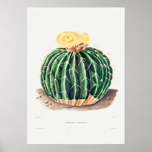 Poster Ilustração Vintage Cactus