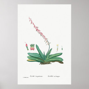 Poster Ilustração Vintage Cactus/Succulent