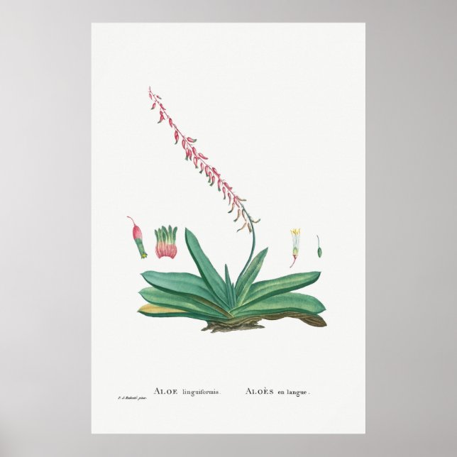 Poster Ilustração Vintage Cactus/Succulent (Frente)