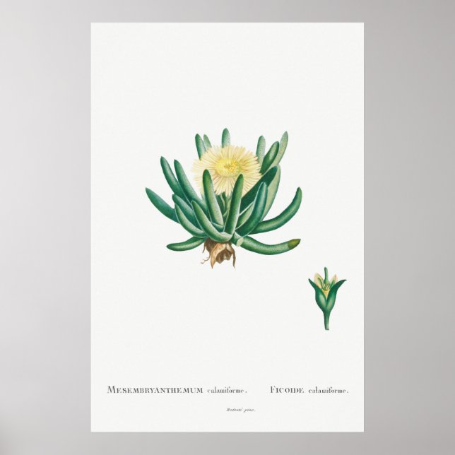Poster Ilustração Vintage Cactus/Succulent (Frente)