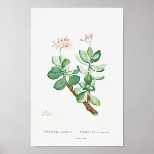 Poster Ilustração Vintage Cactus/Succulent