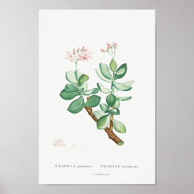 Poster Ilustração Vintage Cactus/Succulent (Frente)