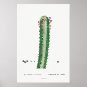 Poster Ilustração Vintage Cactus/Succulent