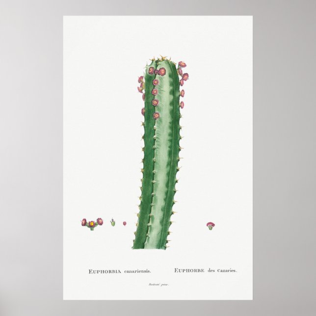 Poster Ilustração Vintage Cactus/Succulent (Frente)
