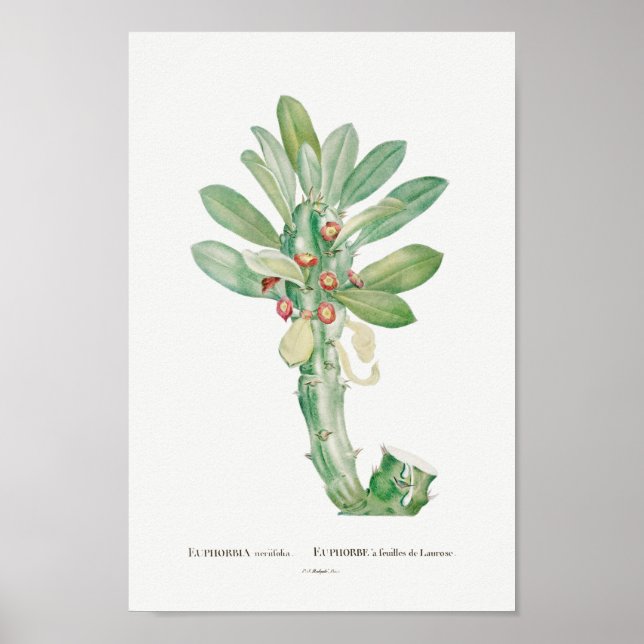 Poster Ilustração Vintage Cactus/Succulent (Frente)