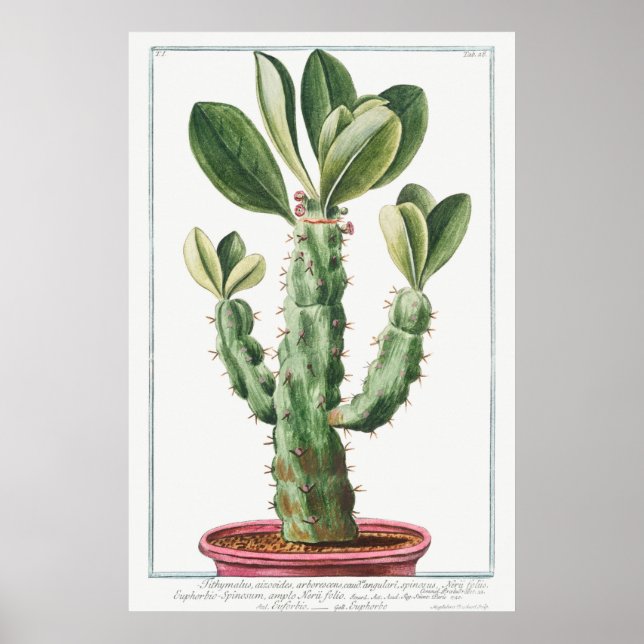 Poster Ilustração Vintage Cactus/Succulent (Frente)