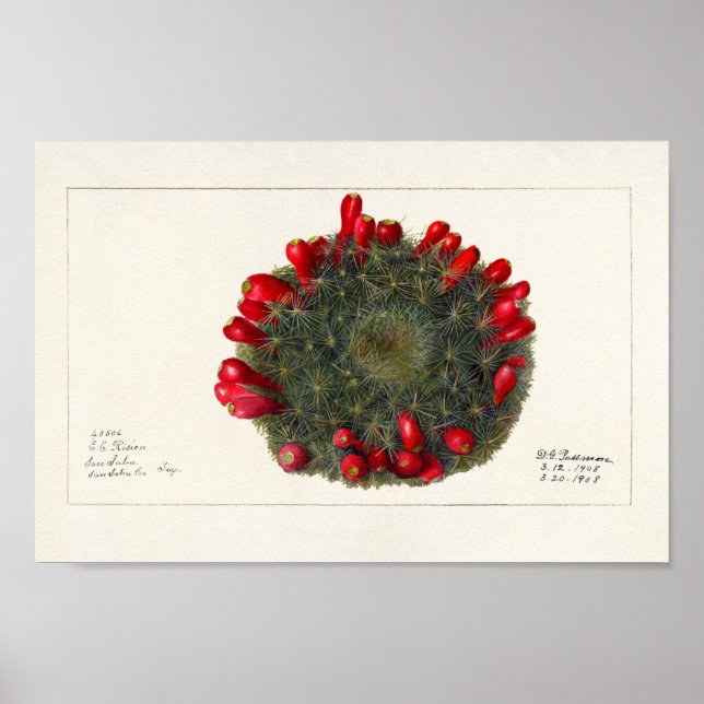 Poster Ilustração Vintage Cactus/Succulent (Frente)