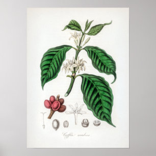 Poster Ilustração Vintage Coffea arabica