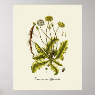 Póster Ilustração Vintage Dandelion