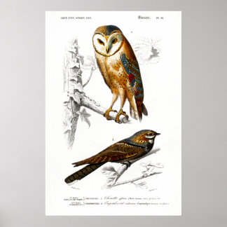 Poster Ilustração Vintage de aves