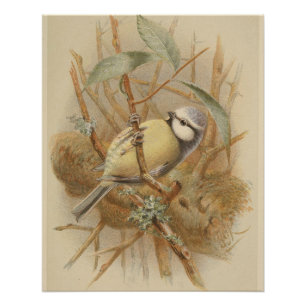 Póster Ilustração Vintage de Bluetit