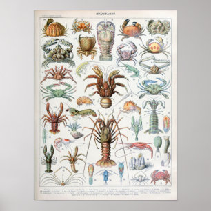 Poster Ilustração Vintage de moluscos