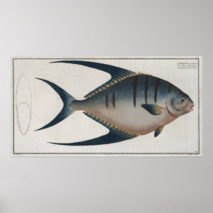 Poster Ilustração Vintage de Peixe Palometa (1785)