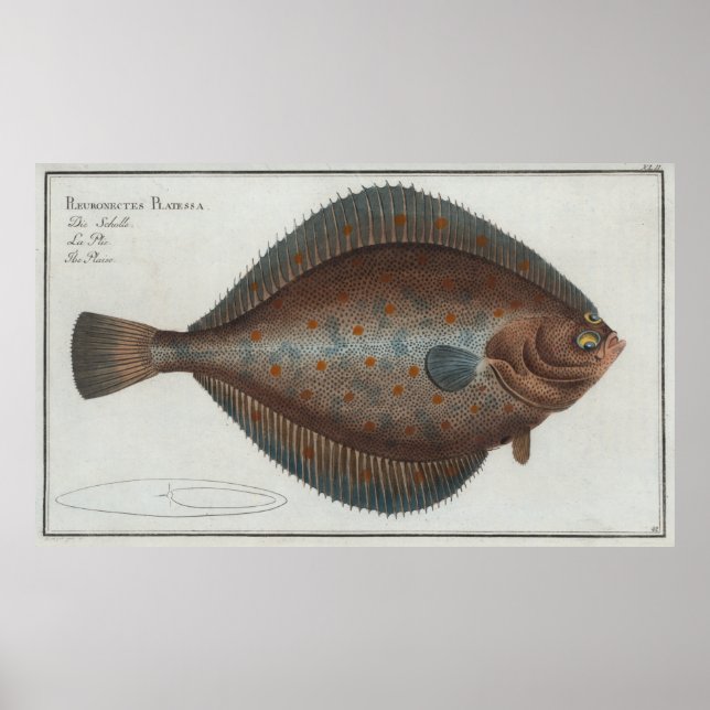 Poster Ilustração Vintage de Peixes Solares (1785) (Frente)