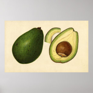 Poster Ilustração Vintage de um Avocado 2