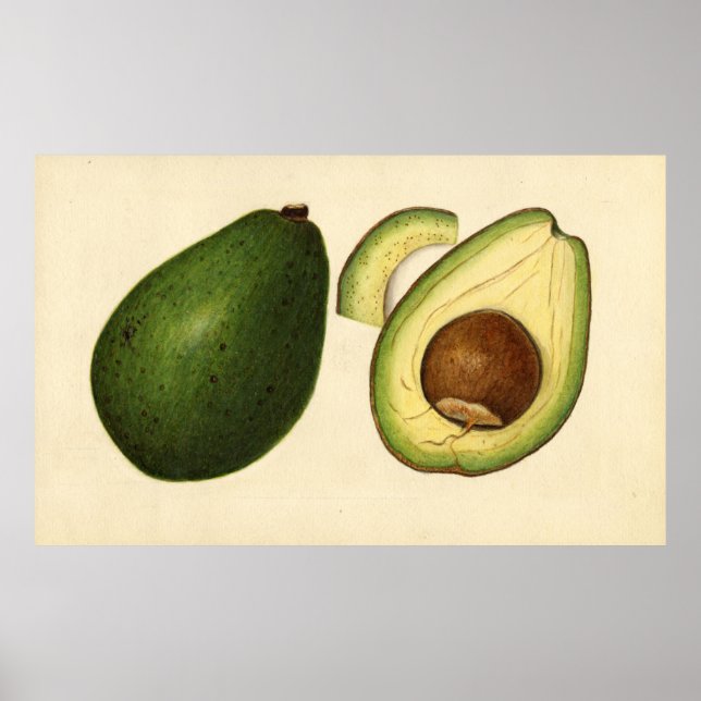 Poster Ilustração Vintage de um Avocado 2 (Frente)
