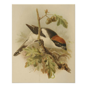Póster Ilustração Vintage de Woodchat Shrike