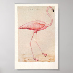 Poster Ilustração Vintage Flamingo