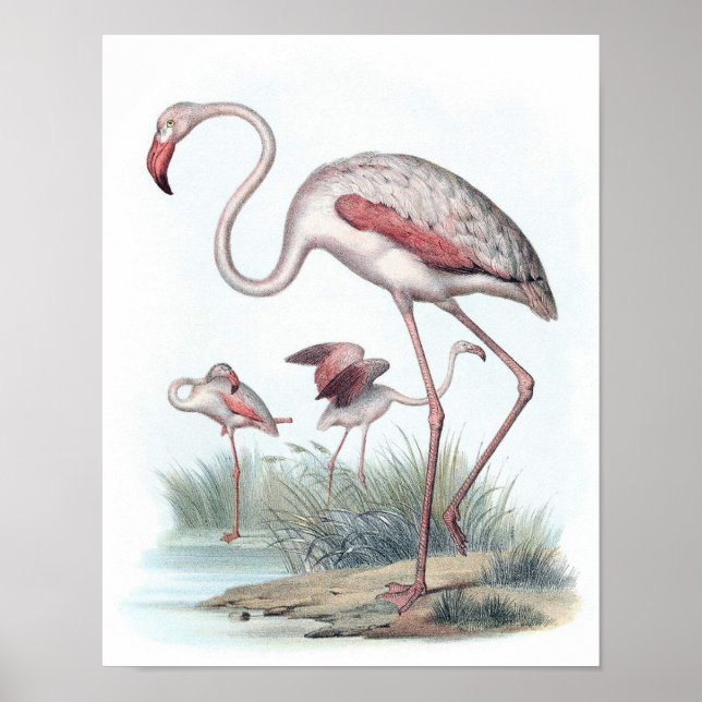 Poster Ilustração Vintage Flamingo (Frente)