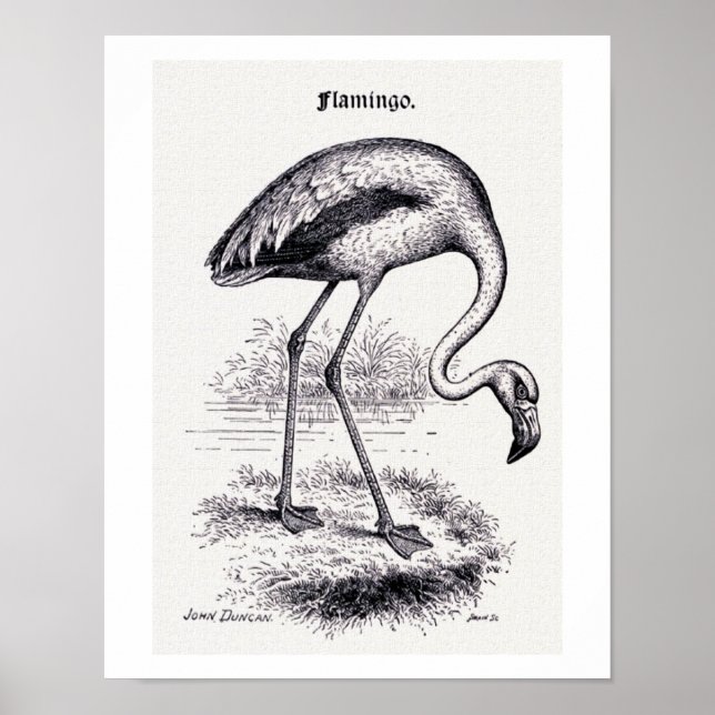 Poster Ilustração Vintage "Flamingo" (Frente)