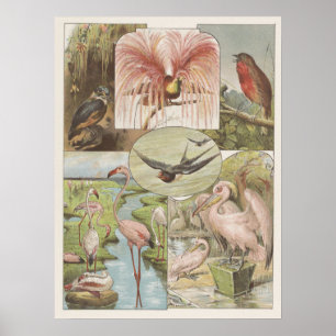 Poster Ilustração Vintage Flamingo