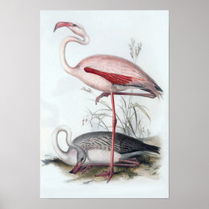 Poster Ilustração Vintage Flamingo