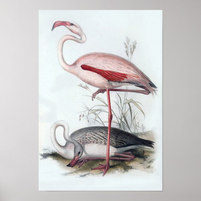 Poster Ilustração Vintage Flamingo (Frente)