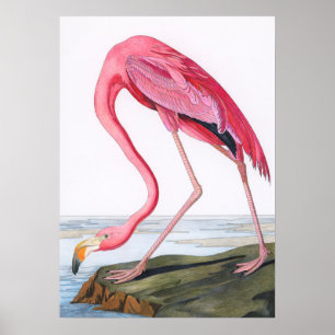 Poster Ilustração Vintage Flamingo