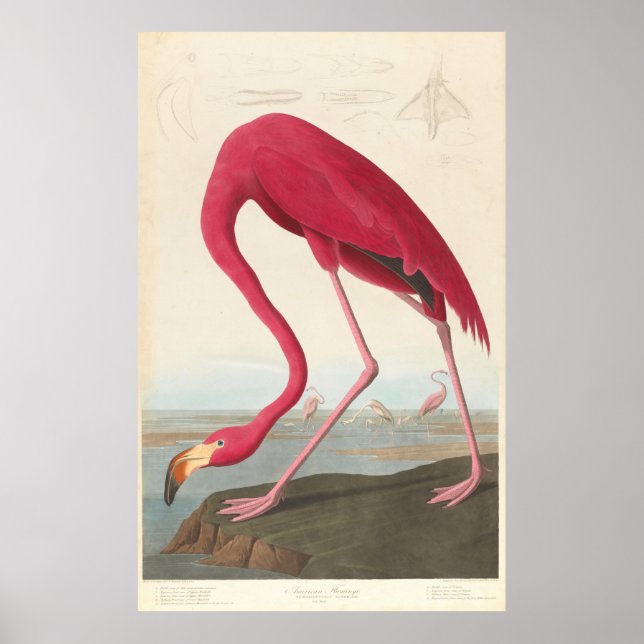 Poster Ilustração Vintage Flamingo (1838) (Frente)