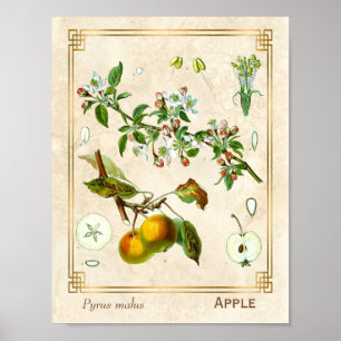 Poster Ilustração Vintage Floral Botânico de Fruta de 