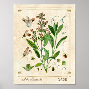 Poster Ilustração Vintage Herb Plant Sage Botanical Art