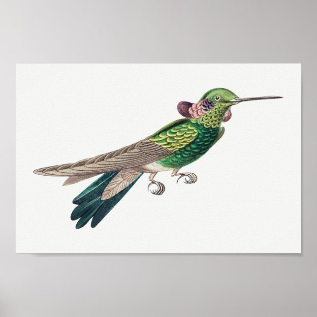 Poster Ilustração Vintage hummingbird (Frente)